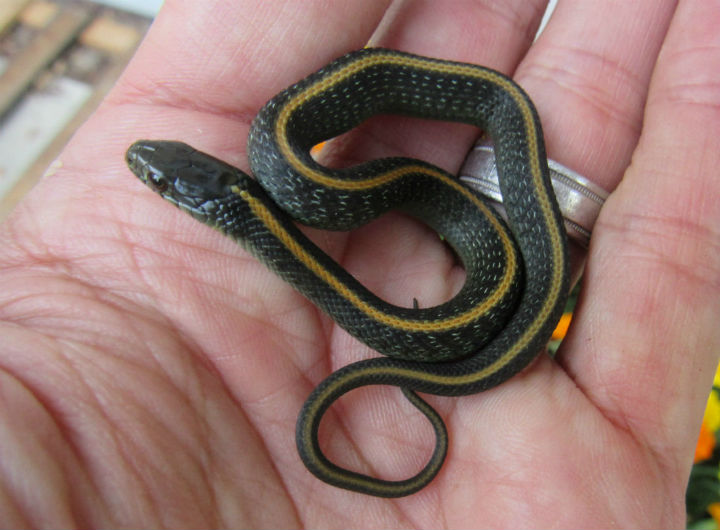 Santa Cruz Garter Snake